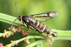 Pyropteron triannuliformis