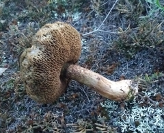 Suillus viscidus