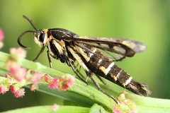 Pyropteron triannuliformis