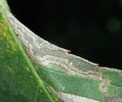 Stigmella apicialbella