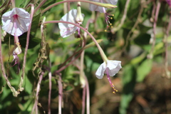 Mirabilis longiflora