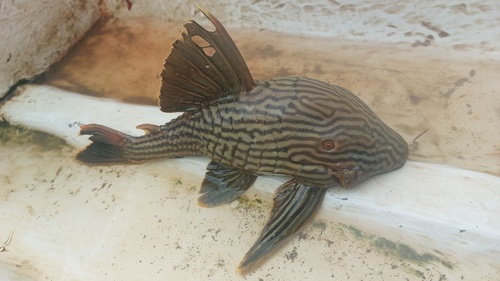 Panaque (Panaque nigrolineatus) — Loricariidae — 3