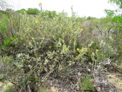 Leucospermum rodolentum