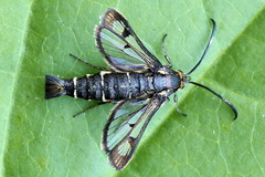 Pyropteron triannuliformis