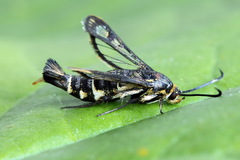Pyropteron triannuliformis