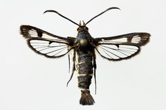 Pyropteron triannuliformis