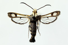 Pyropteron triannuliformis