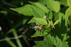 Trichiotinus assimilis