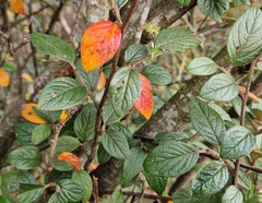Cotoneaster simonsii
