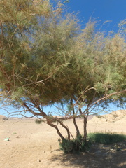 Tamarix aphylla