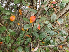 Cotoneaster simonsii
