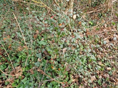 Cotoneaster simonsii
