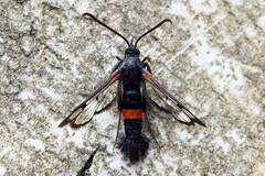 Synanthedon culiciformis