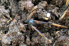 Synanthedon culiciformis