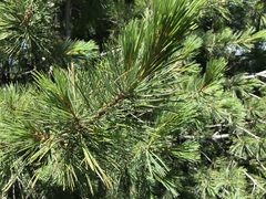 Pinus peuce