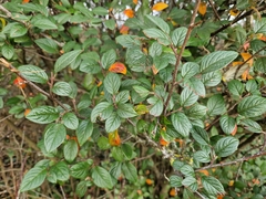 Cotoneaster simonsii