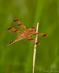 Libellula semifasciata