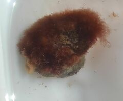 Colaconema caespitosum