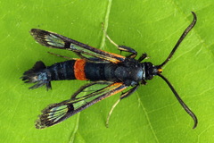 Synanthedon culiciformis