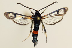 Synanthedon culiciformis