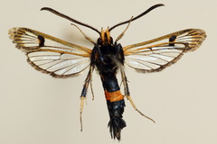 Synanthedon culiciformis