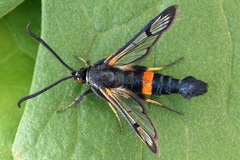 Synanthedon culiciformis