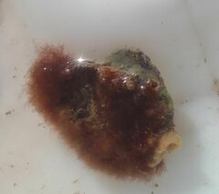 Colaconema caespitosum