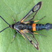 Large Red-belted Clearwing Moth - Photo (c) Andrey Ponomarev, some rights reserved (CC BY-NC), uploaded by Andrey Ponomarev