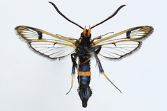 Synanthedon culiciformis