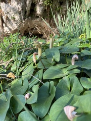 Arisarum vulgare