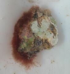 Colaconema caespitosum