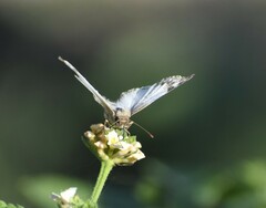 Heliopetes laviana