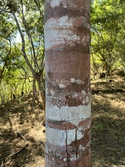 Hymenaea courbaril