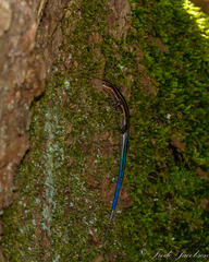 Plestiodon