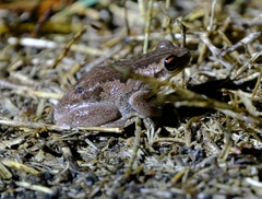 Litoria quiritatus