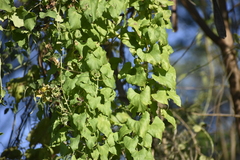 Ipomoea amnicola