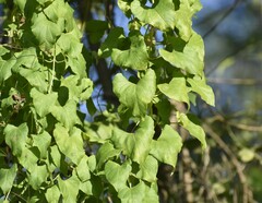 Ipomoea amnicola