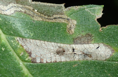 Golden Elm Leafminer