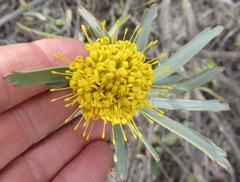 Leucospermum rodolentum