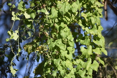 Ipomoea amnicola