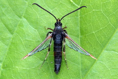 Synanthedon formicaeformis