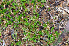 Selaginella cinerascens