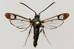 Synanthedon formicaeformis