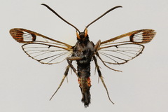 Synanthedon formicaeformis
