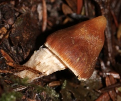 Cortinarius seidliae