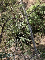 Agave palmeri