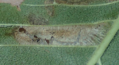 Phyllonorycter argentinotella
