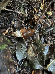 Cortinarius seidliae