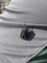 Osca lata