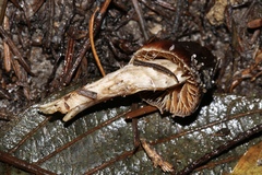 Cortinarius seidliae